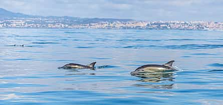 Photo 2 Dolphin Watching Lisbon Boat Tour