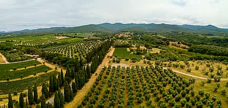 Photo 2 Exclusive Bolgheri from Florence: The Land of the Super Tuscan