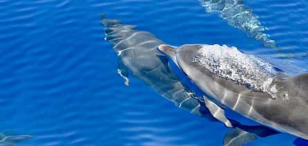 Фото 2 Наблюдение за дельфинами и китами