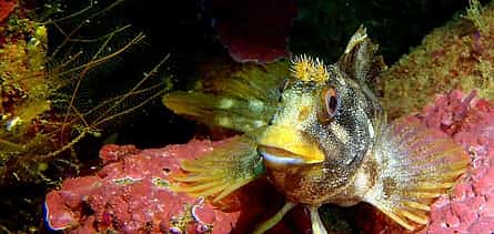 Photo 2 Become a Certified Open Water Diver from Sesimbra - Your Underwater Adventure Starts Here!