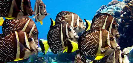 Photo 2 Try Scuba Diving Experience