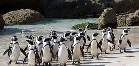 Photo 2 Full Day Cape Peninsula Tour