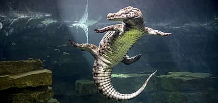 Photo 2 Private Dubai City tour & Crocodile Park Visit