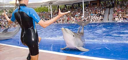 Photo 2 Dolphin Show from Alanya
