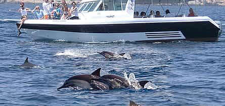 Фото 2 Экскурсия с дельфинами и снорклингом