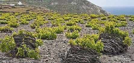 Photo 2 Winery - Oia Sunset Tour Winery