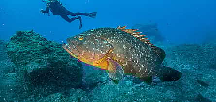 Photo 2 Become a Certified Open Water Diver from Azores - São Miguel  - Your Underwater Adventure Starts Here!