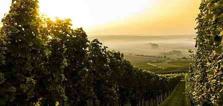 Photo 2 Private Tour in Winery Area with transfer From Vienna to Prague
