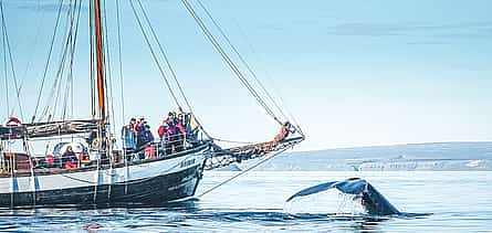 Photo 2 Whale Watching on Sailboat from Húsavík