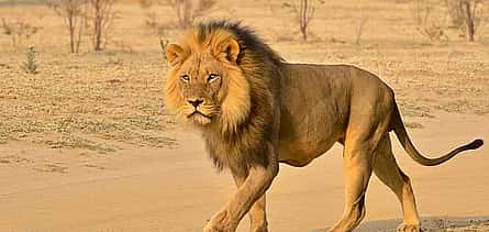 Photo 2 Hluhluwe Imfolozi Safari and DumaZulu Cultural Village Day Tour