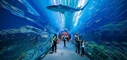 Foto 2 Private Half Day Dubai City Tour with Dubai Mall Shopping, Aquarium & Zoo, Burj Khalifa 148th floor & Musical Fountain Show