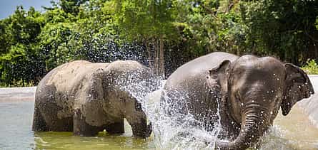 Photo 2 Samui: Elephant Spa
