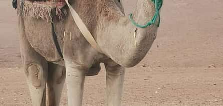 Photo 2 Private Camel Ride in Agafay Desert with Dinner Included