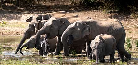 Photo 2 Full Day Safari in Yala National Park