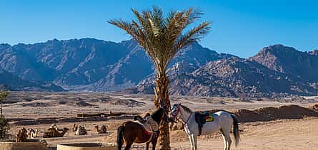 Fotografie 2 Adventure Safari by Horse in Sharm El Sheikh