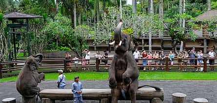 Photo 2 Bali Elephant Safari Park Tour