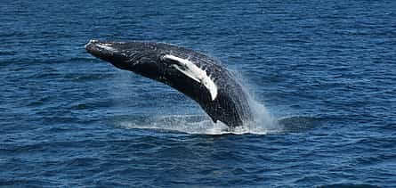 Photo 2 Whale Watching Tour