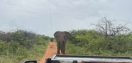 Photo 2 Dinokeng Game Reserve Tour from Sandton