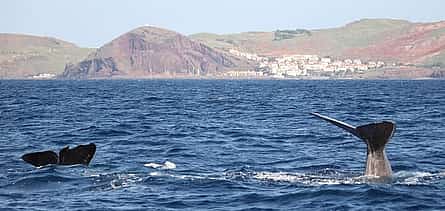 Photo 2 Responsible Whale and Dolphin Watching Tour - Funchal