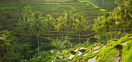 Photo 2 Bali Highlights Tour