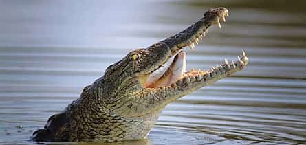 Photo 2 Dubai Crocodile Park Tour with Private Transfers
