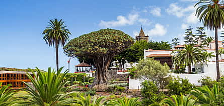 Photo 2 Private Excursion to Masca, Garachico, Icod in Tenerife