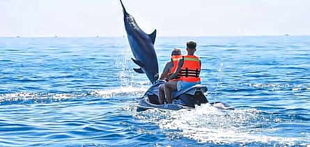 Photo 2 Dolphin Watching Boat Trip in Djerba – 2-Hour Sea Adventure