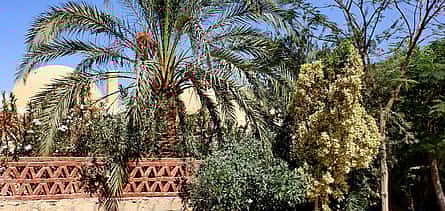 Photo 2 The Hidden Gems of Fayoum Oasis - Private Tour