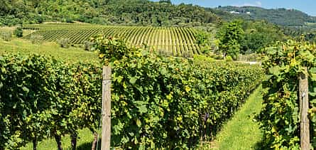 Foto 2 Valpolicella-Weinverkostung ab Verona