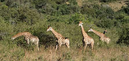 Foto 2 Safari de medio día desde Durban
