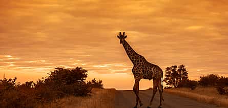 Photo 2 Overnight Safari at Aquila Game Reserve