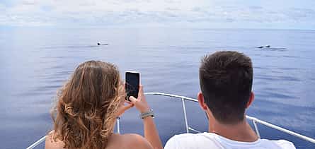 Photo 2 Whales & Dolphins Watching Cruise from Calheta, Madeira