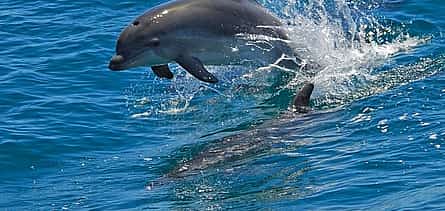 Photo 2 Dolphin watching in the wild