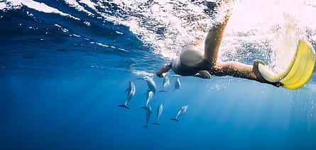 Foto 2 Nadar con delfines en el océano