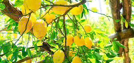 Photo 2 Ultimate Sorrento & Amalfi Coast Daily Tour from Naples for up to 8 Guests