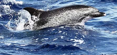 Photo 2 PRIVATE VIP 2 Hours Tour charter in Funchal