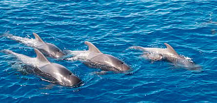 Photo 2 Tenerife: Premium All Inclusive Whale and Dolphin Watching Experience