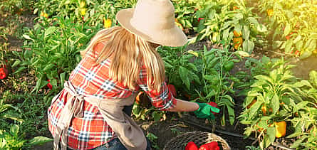 Photo 2 Private Agricaltural Tour: a  Day at the Corfu Farm