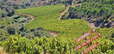 照片 2 Northern Lisbon Wine Tasting