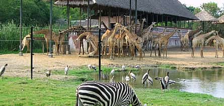 Фото 2 Bangkok: Safari World Tour with Safari Park Ticket