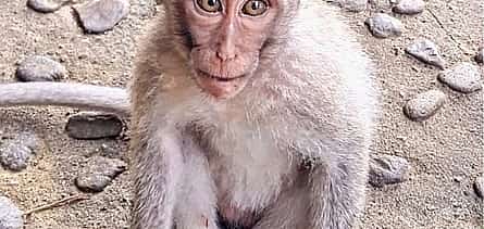 Foto 2 Bali: Ubud tour Nature, Culture & Iconic Experiences