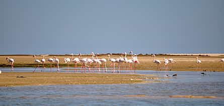 Photo 2 Birdwatching in Ria Formosa on a Solar Boat from Faro