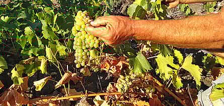 Photo 2 Food and Wine Safari Full-day Tour