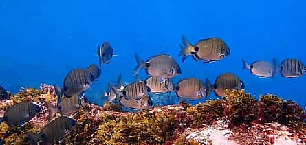 Photo 2 Become a Certified Open Water Diver from Azores - Pico Island  - Your Underwater Adventure Starts Here!