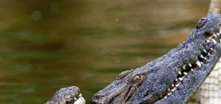 Photo 2 Dubai Crocodile Park Visit & Desert Safari with BBQ Dinner