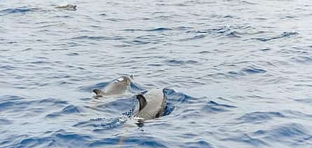 Photo 2 Dolphins/Whales Experience