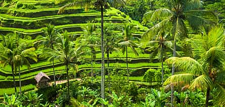Photo 2 Sanur to Ubud E-cycling Adventure