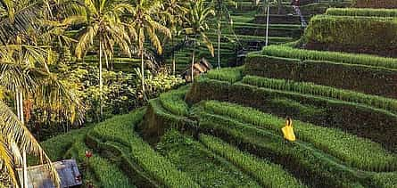 Photo 2 Bali: Ubud Highlight Tour (All Inclusive)