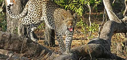 Photo 2 Full-day South Luangwa Private  Tour