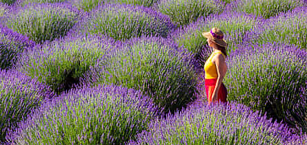 Foto 2 Campos de lavanda y lago Salda desde Kemer